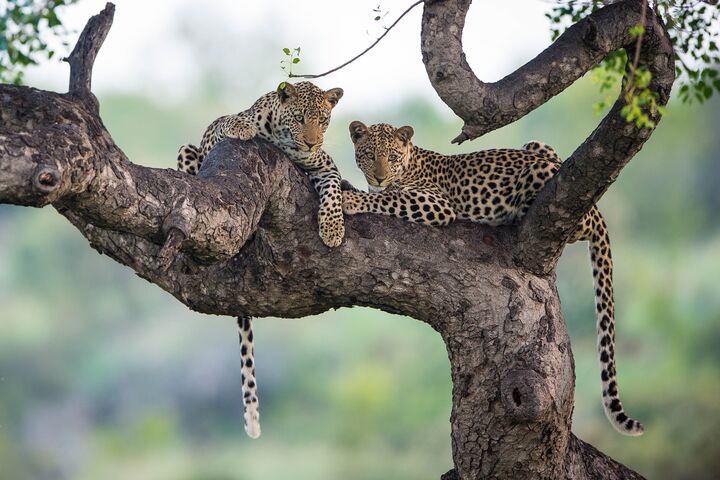 Bushboy 35 leopards