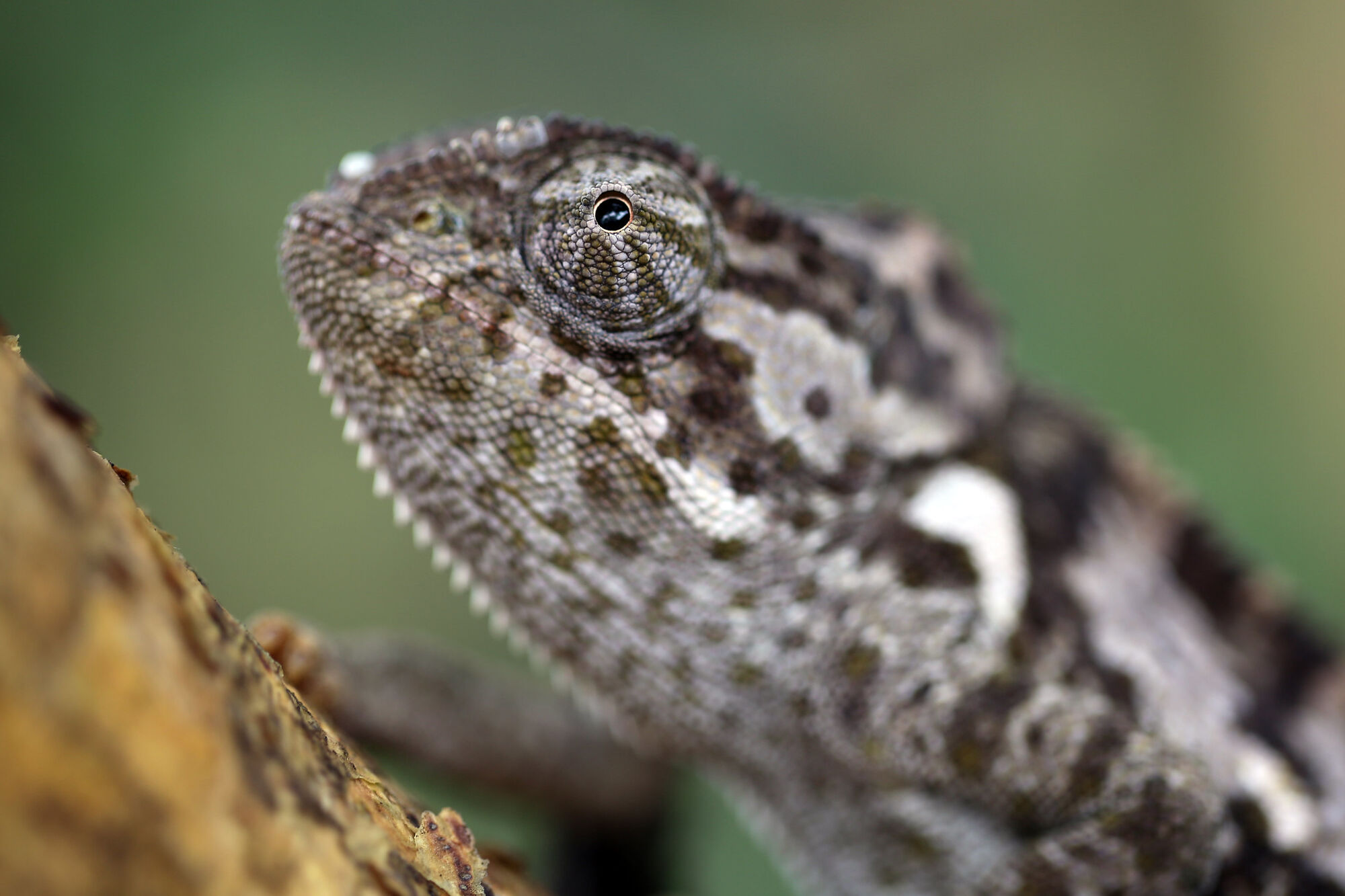 Chameleon on a tree 2