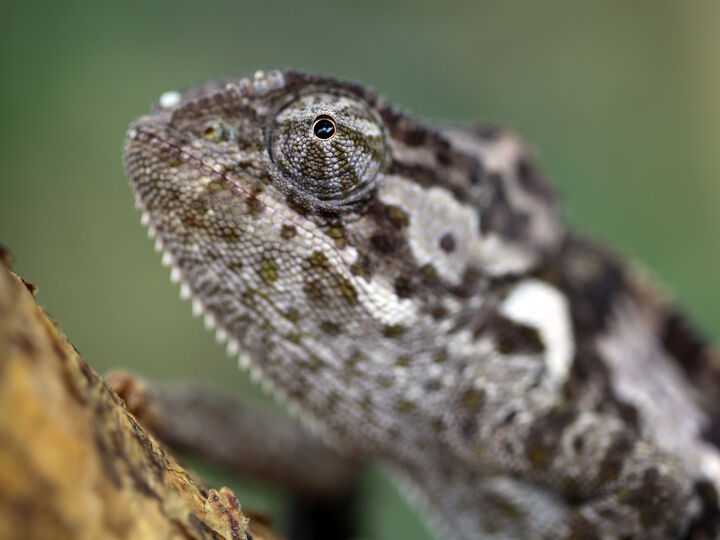 Chameleon on a tree