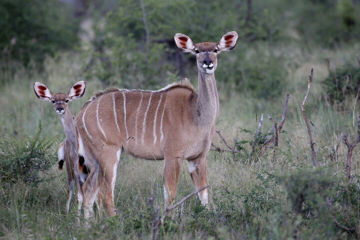 Kudu and baby