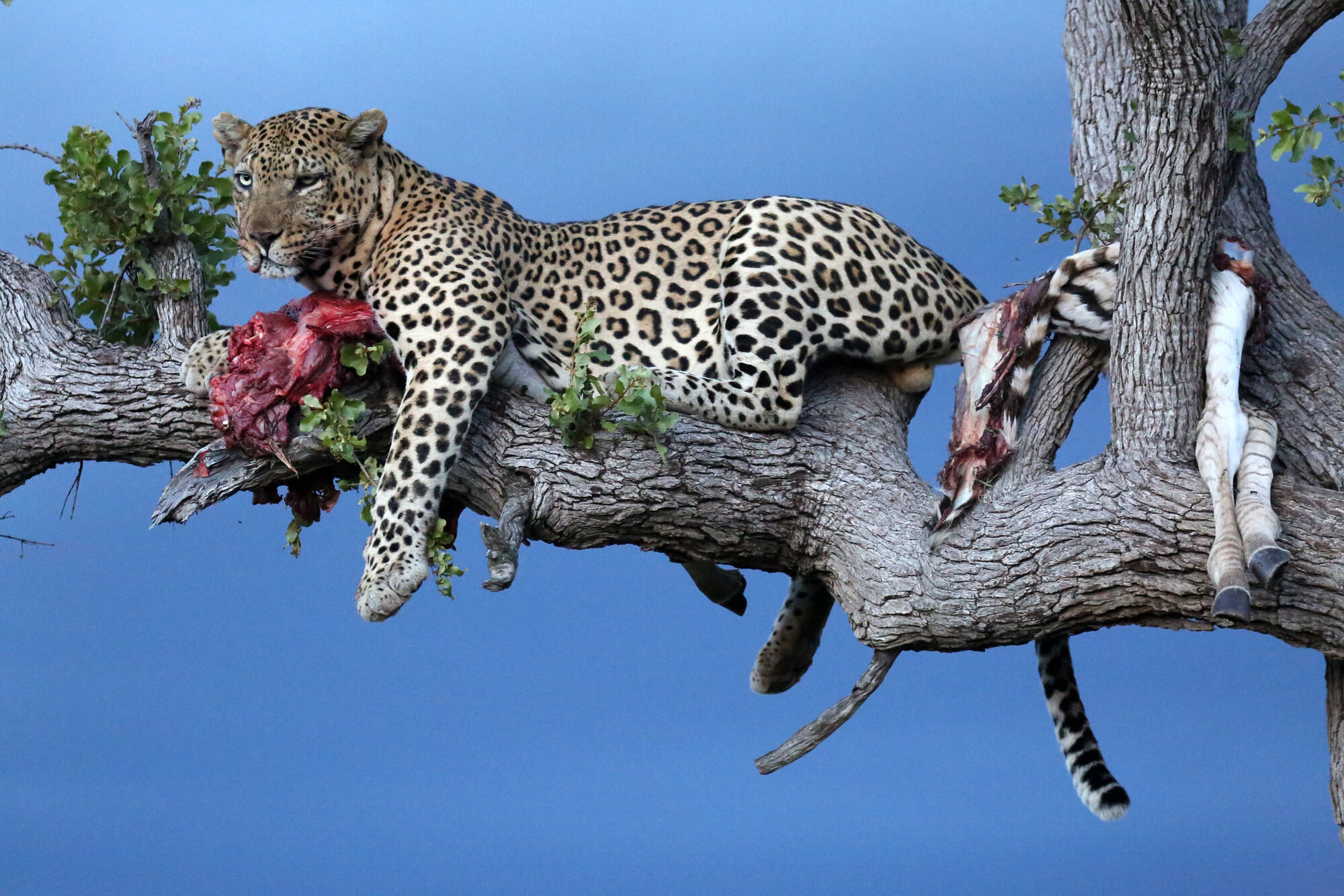 Leopard in tree