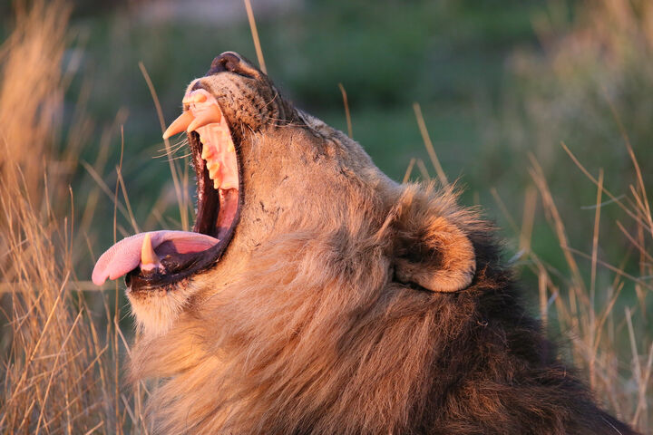 Lion yarning up-close at Madikwe Game Reserve, home to the Mosetlha Bush Camp