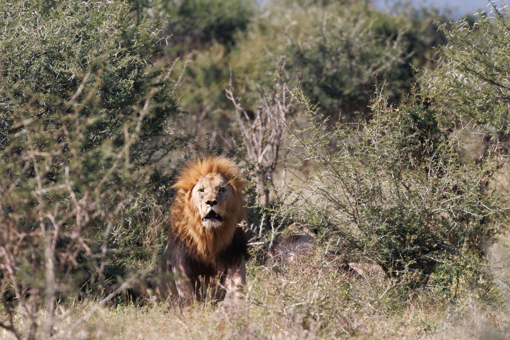 Male lion spotted on walking safari and bush walk in Madikwe Game Reserve