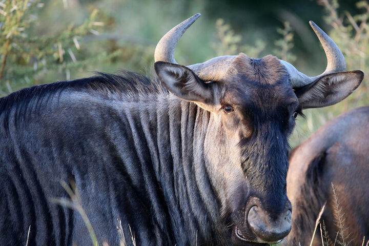 Wildebeest