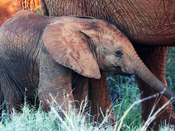Baby elephant 51813978787 o