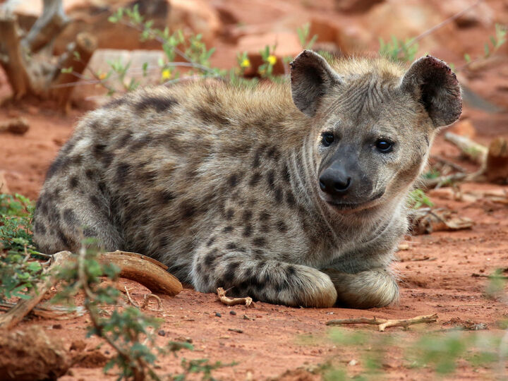 Hyena mosetlha madikwe 51834732569 o